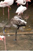 Body texture of gray flamingo 0018